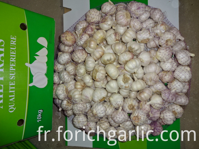 Best Quality Fresh Garlic 2019